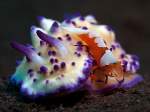 Emperor Shrimp on Mexichromis sp. by Doug Anderson 